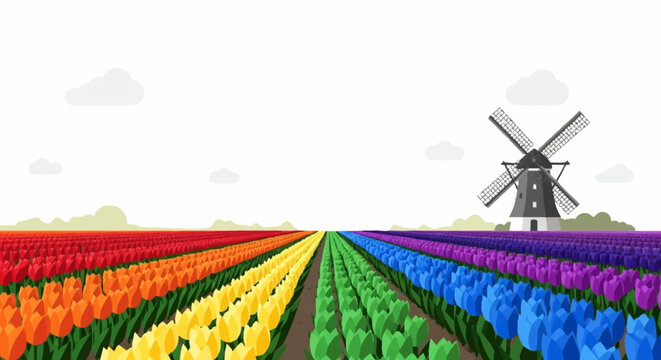 Tulip field with windmill Netherlands.