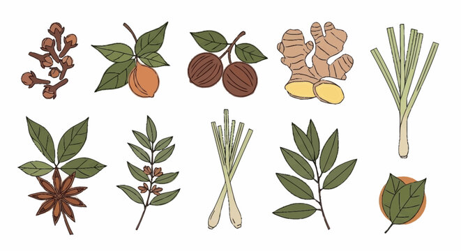 Various Herbs and Spices Collection.