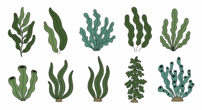 Various types of seaweed plants.