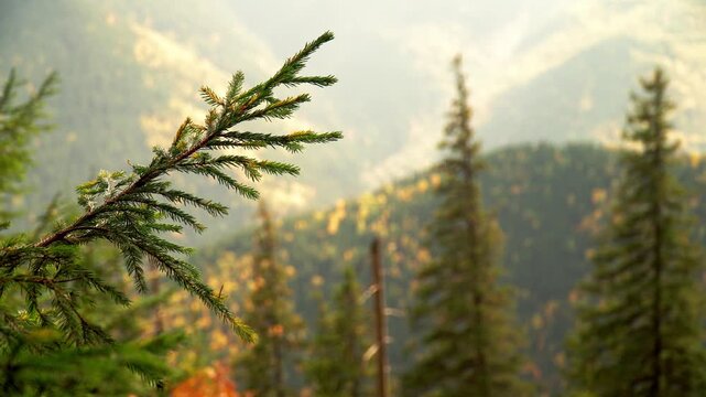 Pine tree branch with golden autumn forest background