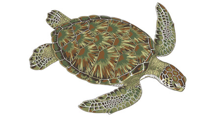 Fototapeta premium Sea turtle vector illustration isolated on white background