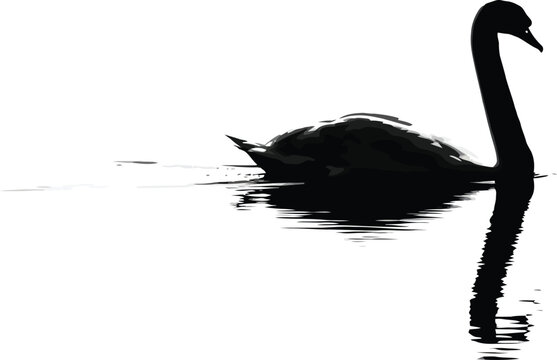Elegant black swan silhouette on water a study in contrast