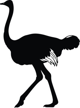 Ostrich silhouette a striking black and white wildlife illustration
