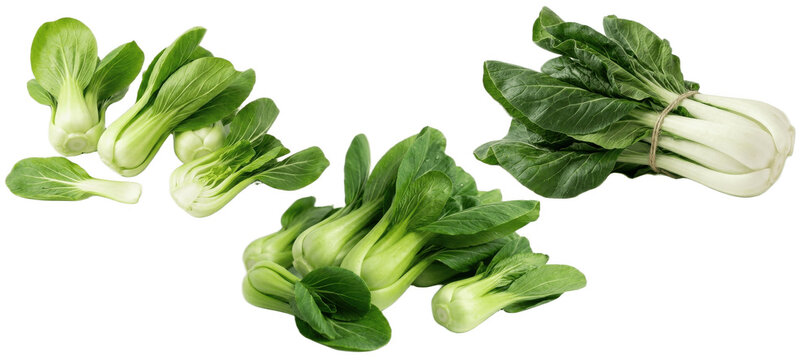set of fresh bok choy chinese cabbage isolated png on white background for asian cuisine, stir fry, soup and healthy recipe design

