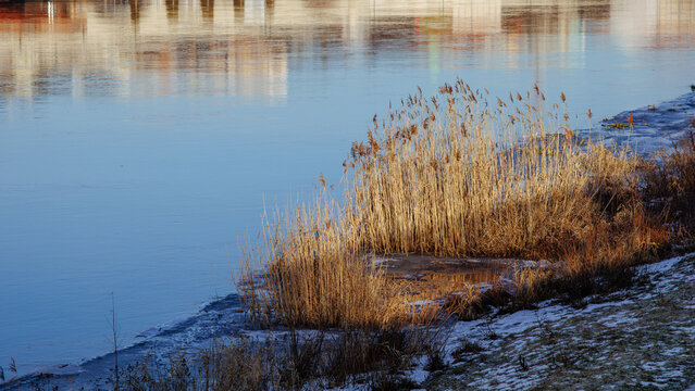 The river bank in winter with an island of dry reeds in the rays of the setting sun.
