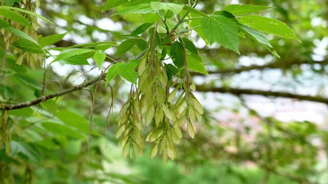 Close up of maple tree branch with clusters of green winged seeds (samaras) hanging among fresh leave