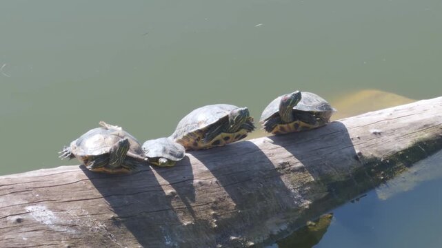 Adult turtles and a small turtle resting on a log by the water