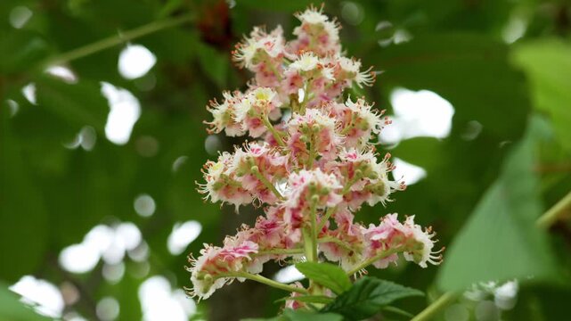 Horse Chestnut (Aesculus hippocastanum) flower spike in full bloom close up