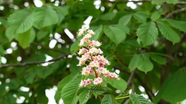 Horse chestnut tree (Aesculus hippocastanum) blooming with upright clusters of white and pink flowers surrounded by green leaves.