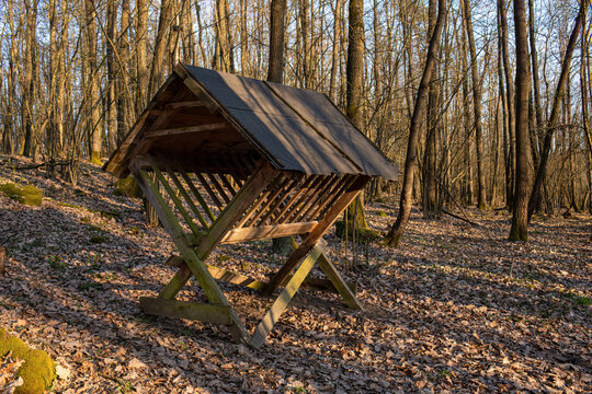 Wooden animal feeding rack in forest during sunny spring day