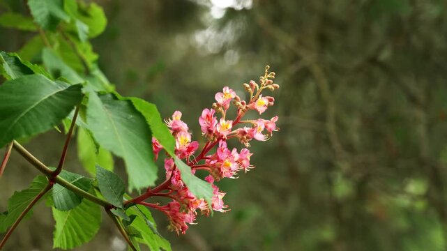 Close up of red horse chestnut tree (Aesculus carnea) blooming with pink flowers among green leaves. Ornamental plant blossom in spring