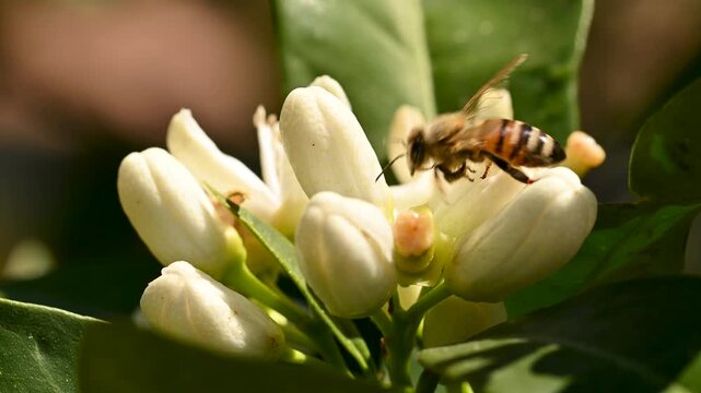 Close-up of a bee collecting pollen from white orange blossoms in spring. Biological agriculture. Environmental protection and biodiversity. Footage.
