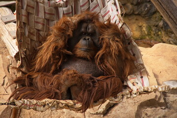 Orangutan resting in a hammock in Jungle Park on Tenerife, Canary, Canary Islands, Spain, Europe  © kstipek