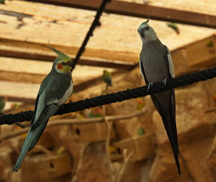 Nymph Cockatoo in Monkey Park on Tenerife, Canary, Canary Islands, Spain, Europe
