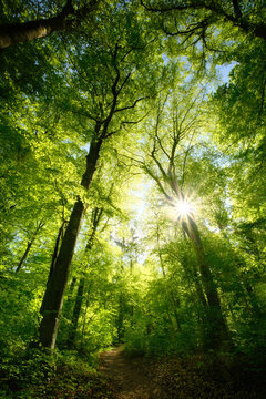 Uplifting forest view with green beech trees illuminated by beautiful bright sunlight. A tranquil landscape shot of a nice spring day with the sun in the woodlands.