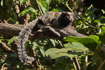 Naklejka premium Black crested marmoset in Monkey Park on Tenerife, Canary, Canary Islands, Spain, Europe 