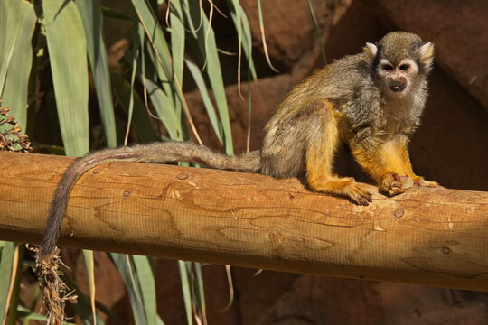 Squirrel Monkey in Monkey Park on Tenerife, Canary, Canary Islands, Spain, Europe
