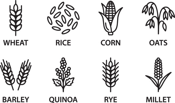 Cereal grains line icons with wheat rice corn oats barley quinoa rye millet for agriculture infographic