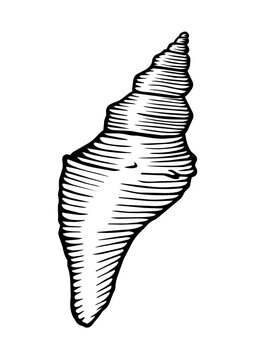 Coquillage