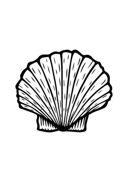 Coquillage
