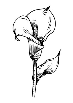 fleur3