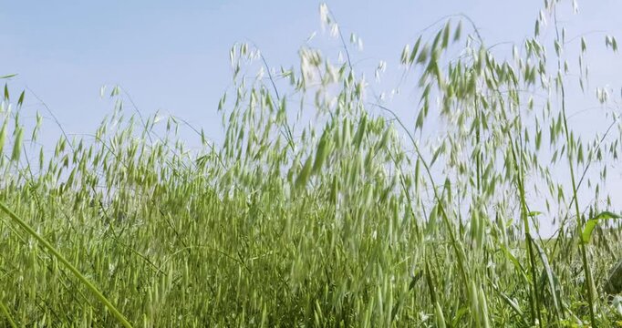 green oat grass and blue sky