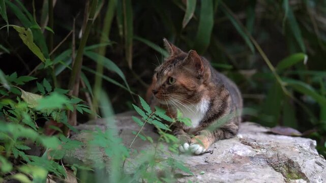 A tortoiseshell cat chilling on a rock
