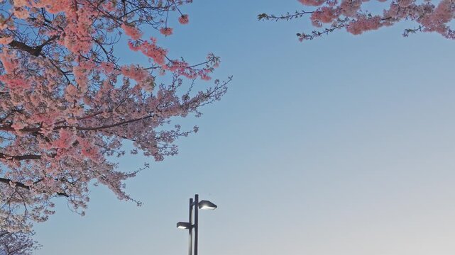A minimalist shot of a sleek street lamp standing against a pale blue twilight sky. Soft pink cherry blossoms frame the upper corners of the view.