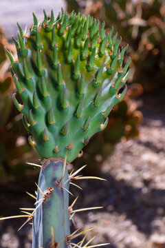 New paddle growing in spring on a prickly pear cactus in Arizona