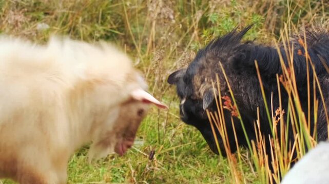 Two male goats clash heads in a dominance fight on a rural pasture, displaying natural aggression, hierarchy and breeding competition in livestock herd behavior