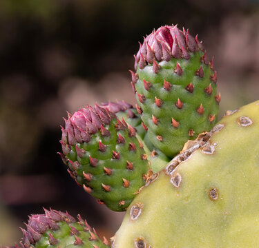 Large buds that will become flowers on a prickly pear cactus in the desert southwest