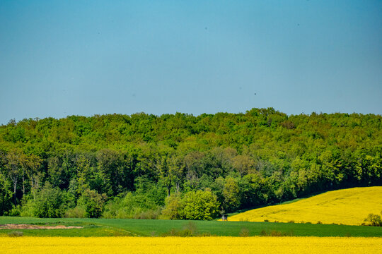 Agrarlandschaft mit Rapsfeldern im Fr&uuml;hjahr