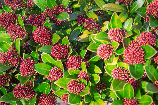 Red Skimmia Japonica Flower Buds Shrub