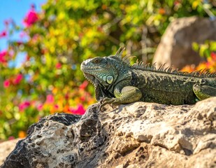 Fototapeta premium Large green reptile basking on a sunlit rock, vibrant flowers in background