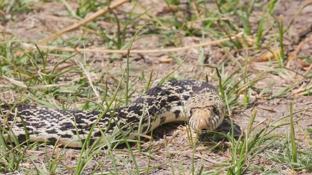Large Bullsnake Slithering Through Grass