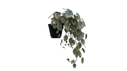 Trailing watermelon peperomia plant in black pot hanging against transparent background with detailed leaves. © ArchZone BD