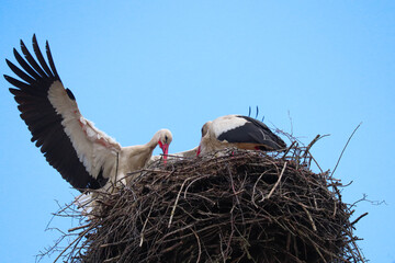 Fototapeta premium A pair of white storks constructing their massive nest of branches against a clear blue sky. One of the storks spreads its wings wide, displaying its contrasting black and white plumage, while the bir
