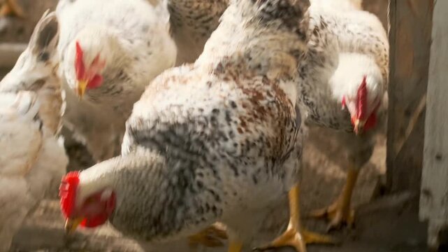 Chickens walking out of coop near entrance, active poultry flock movement in farmyard, natural behavior of domestic birds, rural agriculture scene, small farm livestock and organic farming lifestyle