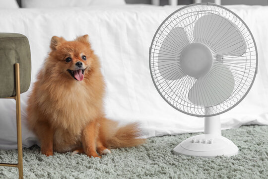 Cute Pomeranian spitz with electric fan sitting on floor in bedroom