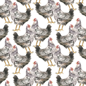 Domestic spotted hen watercolor seamless pattern on white .Hand drawn farm poultry repeated clipart with black and white hen illustration for product packing, wallpaper, textile design