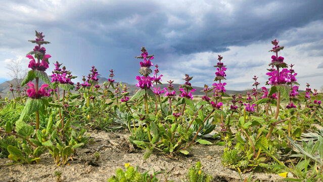 In nature, Lamium orientale thrives in wild steppes and rocky slopes, adding subtle color and life to dry habitats while supporting bees and biodiversity.