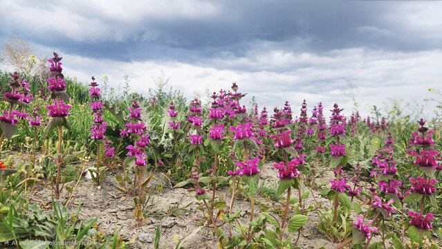 In nature, Lamium orientale thrives in wild steppes and rocky slopes, adding subtle color and life to dry habitats while supporting bees and biodiversity.