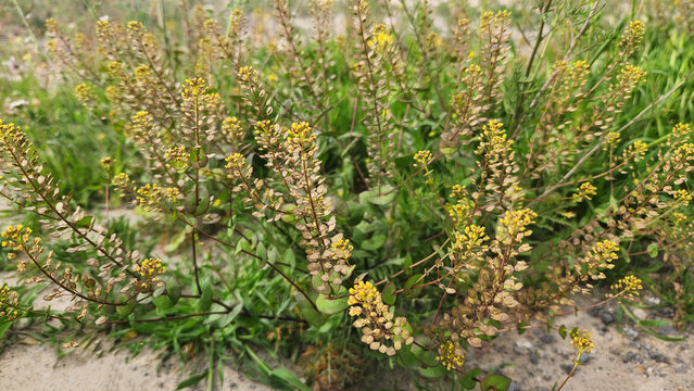 Perfoliate pepperwort (Lepidium perfoliatum) is a small annual herb in the mustard family, recognized by its clasping leaves and tiny yellowish white flowers, commonly found in dry, open habitats and 