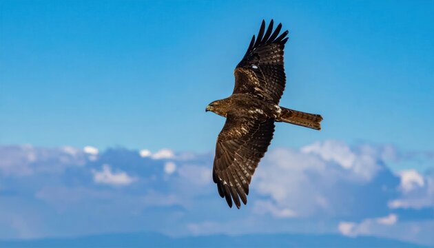 Majestic Black Kite soars through clear blue sky over misty mountain landscape