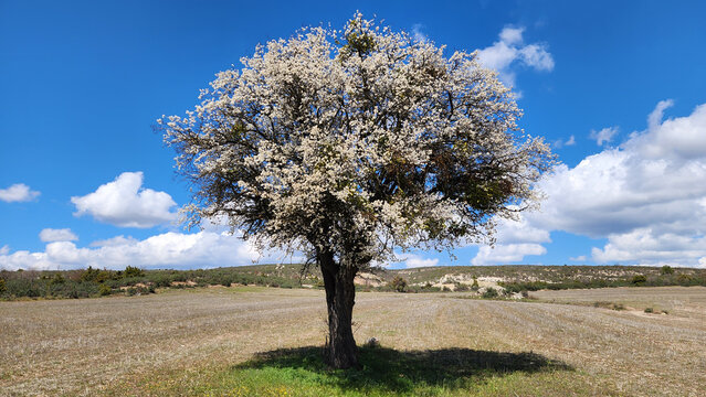 A solitary pear tree (Pyrus communis) blooming with white flowers stands in the steppe, set against gently rolling land and a blue sky with white clouds, creating a peaceful and aesthetic spring lands