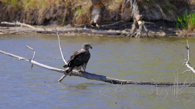 Juvenile Bald Eagle Perched on Log in Water