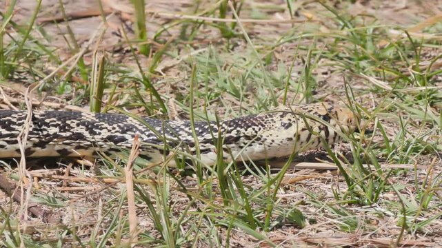 Bullsnake Slithering Through Grass Slow Motion