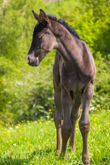 Fohlen © srffotodesign