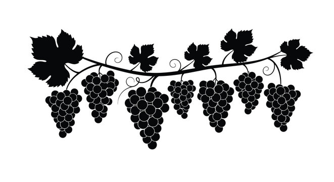 grapevine silhouette with leaves and clusters on white background