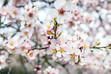 Naklejka premium Almond Blossom Flowers Blooming on Branch Spring Macro